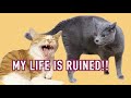 SECOND CAT INTRODUCTION WENT WRONG | Cute Cat talking like human | Cat singing