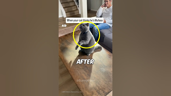Cat Thinks It's Mufasa! 🤣 #shorts