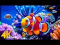 Aquarium 4K VIDEO (ULTRA HD) 🐠 Sea Animals With Relaxing Music - Rare &amp; Colorful Sea Life Video