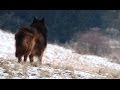 Förderverein für den Westerwälder & Siegerländer Kuhhund e.V. - Trailer