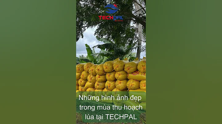 NHỮNG HÌNH ẢNH ĐẸP TRONG MÙA THU HOẠCH LÚA TẠI TECHPAL #gaongonnhatthegioi #farming #gạost25