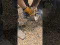 The Largest Hoof I Have Ever Had To Trim. Horse Restoration Front Hooves. #horse #donkey #hoof #asmr
