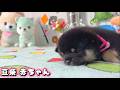 【豆柴犬】お姫の可愛すぎた生後1ヶ月記念会をプレイバックします!“赤ちゃんと癒し”まめしば亭ブログvlog