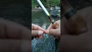 Highlight live Terima kasih kawanku penggemar micro Fishing