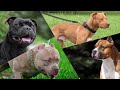 Which Bully Breed is BEST to own? (American pit bull terrier, American Bully, Amstaff, Staffy)