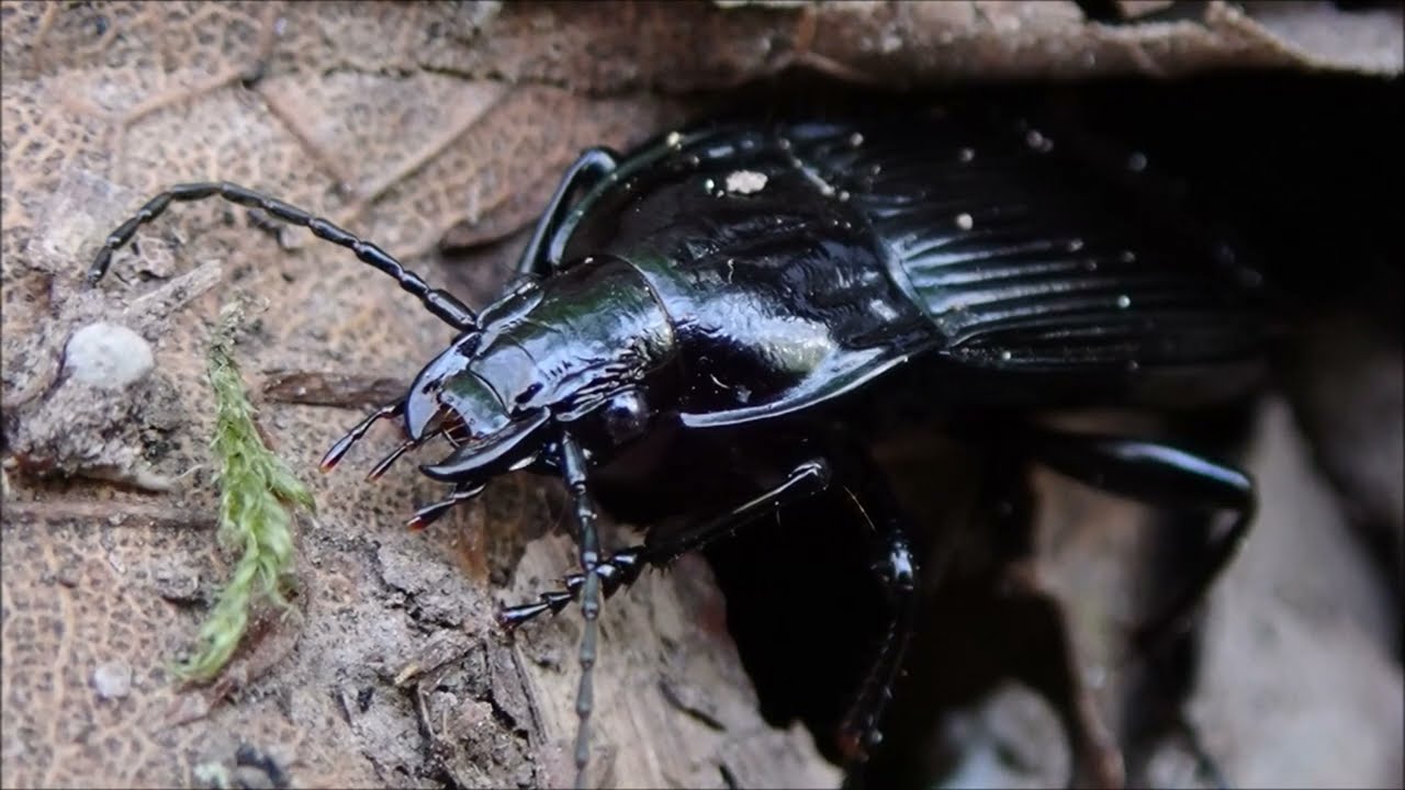 Gewone breedborst/Abax beetle (Abax parallelepipedus) 4K Video