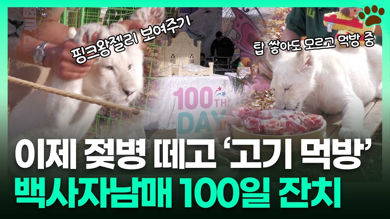 ⭐️백사자남매의 우당탕탕 100일 잔치 현장을 다녀왔습니다!⭐️ㅣTBC e슈