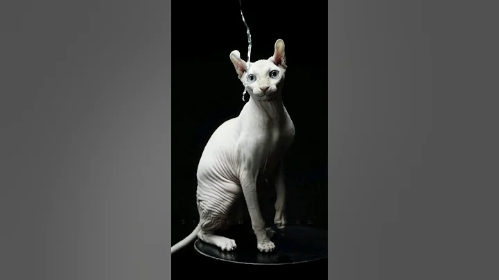 Video 7623731: hairless cat, beautiful hairless, cat exploring