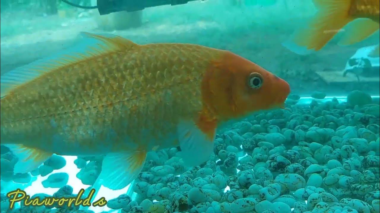 My Aqua Pets Fish Koi Shubunkin Janitor Fish Sharkfin And Arowana my-aqua-pets-fish-koi-shubunkin-janitor-fish-sharkfin-and-arowana