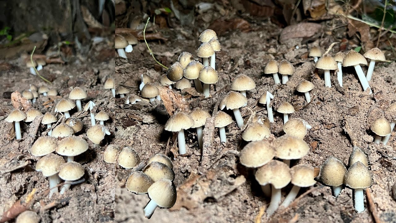 ว้าวๆๆเจอแล้วๆๆเห็ดปลวกหมู่ตูมๆถี่ๆ