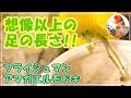 ★ 想像以上の足の長さ!! フライシュマンアマガエルモドキ 雫＆若葉のまったりタイム～2019.6.12～ グラスフロッグ グミガエル