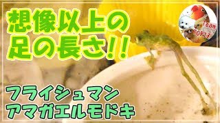 ★ 想像以上の足の長さ!! フライシュマンアマガエルモドキ 雫＆若葉のまったりタイム～2019.6.12～ グラスフロッグ グミガエル