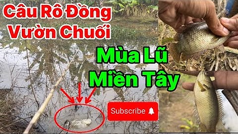 Câu Cá Rô Miền Tây Mùa Nước Lũ. Giật Liền Tầy Tại Vườn Chuối