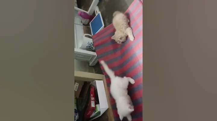 Watch the video about White Persian Cat and Ginger Persian cat #funny