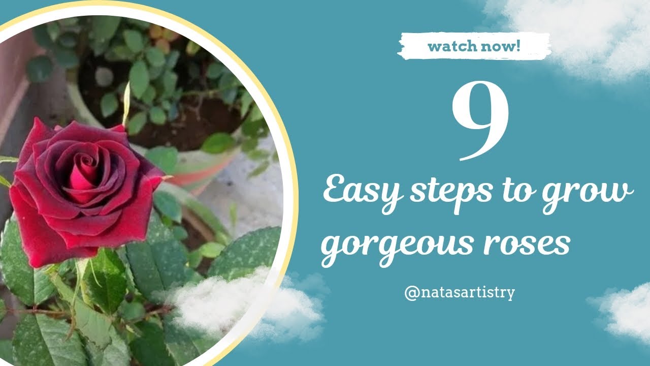 9 Easy steps to grow gorgeous roses | @Natas_Gardening | how to grow ...