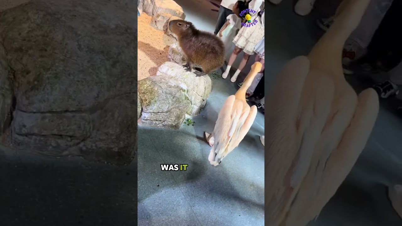 PELICAN TRIES TO EAT A CAPYBARA?! YOU WON’T BELIEVE WHAT HAPPENED NEXT!