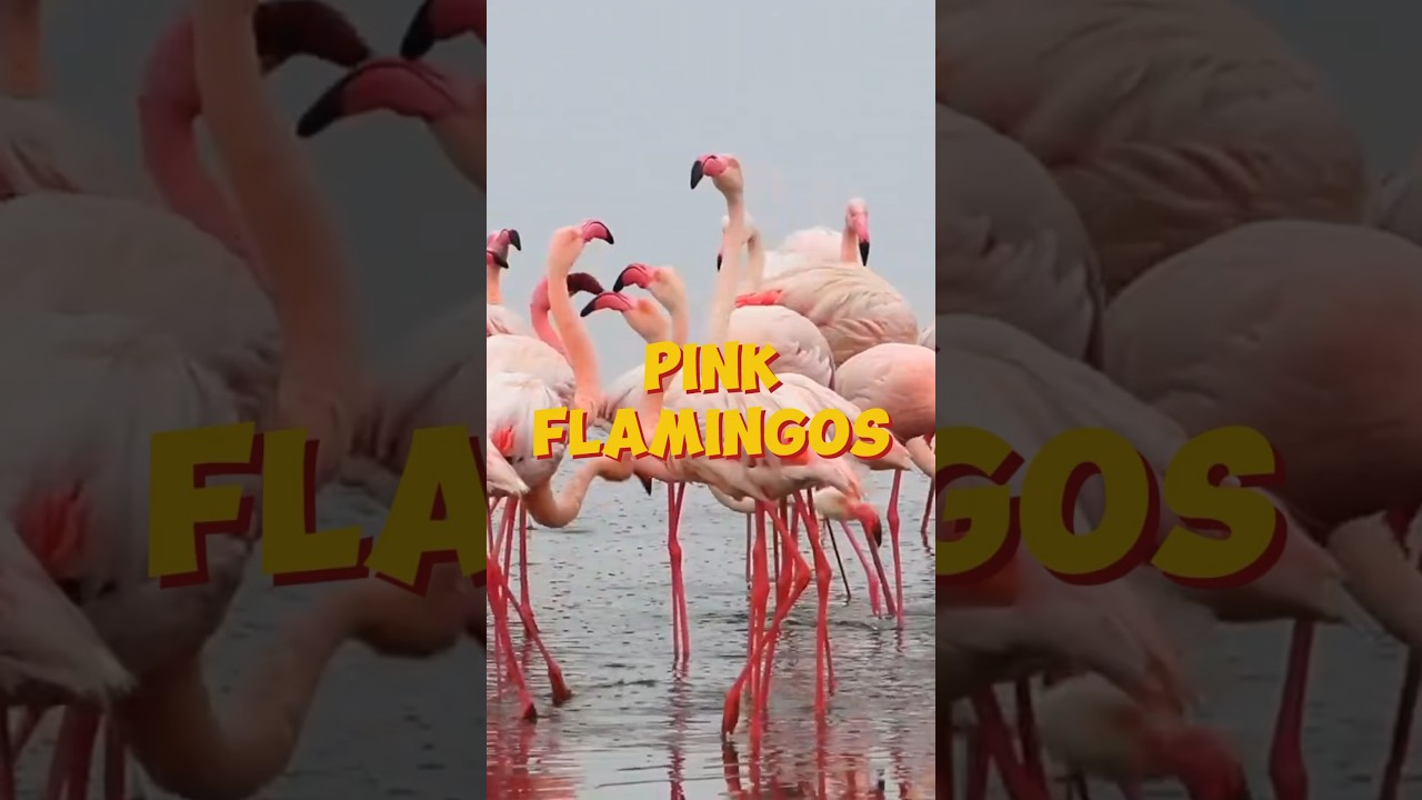 Are Pink Flamingos Actually Interesting? 