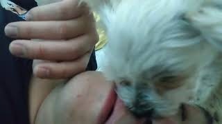 the nosy dog licks my brains out ASMR #noselickasmr #doglickasmr #dogasmr