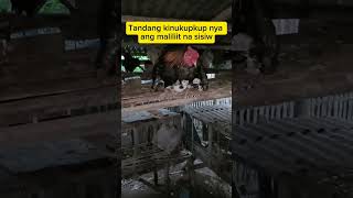 Download Lagu Tandang inalagaan ang mga sisiw #sisiw #tandang #viralshortvideo MP3