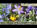 Самые первые цветы! / ВСЁ о мелколуковичных / Крокусы, мускари, сцилла, пушкиния, иридодиктиумы