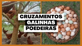 Cruzamentos Entre Raças De Galinhas Poedeiras Para Produzir Ovos Vale A Pena?