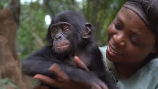 Ingende, Baby Bonobo