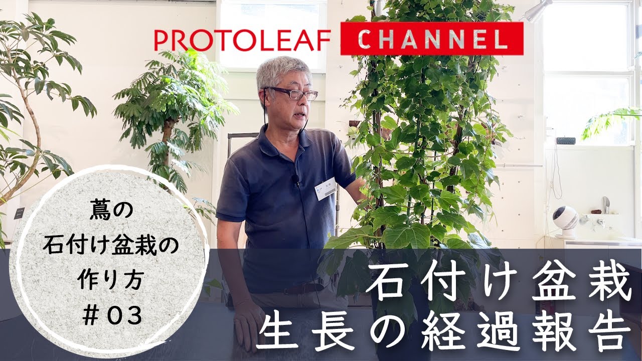 蔦の石付け盆栽の作り方#03】生長の経過報告・害虫被害について - YouTube