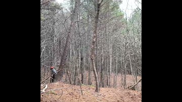 Watch the Exact Moment This Timber Gives Way #satisfying #chainsaw