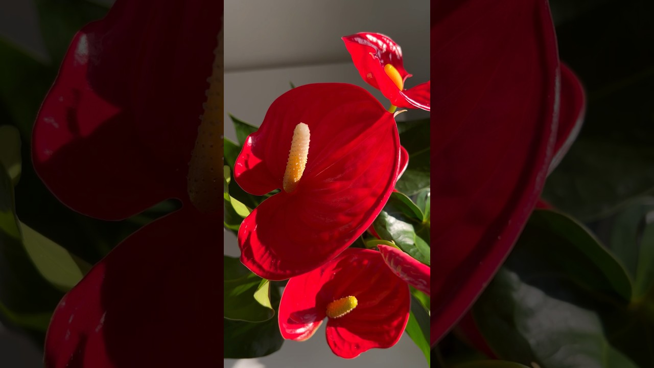 Anthurium Laceleaf Care: How to Grow Blooming Anthuriums Indoors