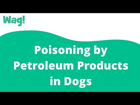 Videó: Kőolajtermékek Mérgezése Kutyákban