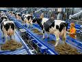Inside the Cow Dung Power Factory: How Animal Waste Is Turned Into Electricity (Full Process)