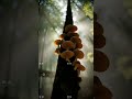 Do You Love Mushroom 🍄. #nature #beautiful #creativity#fungi#naturefacts#fungiphotography .