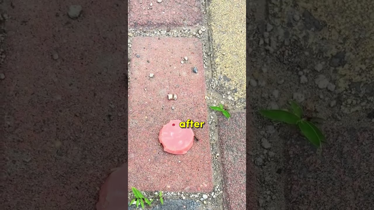 This Person Played A Hilarious Prank On Ants