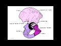 Anatomy 