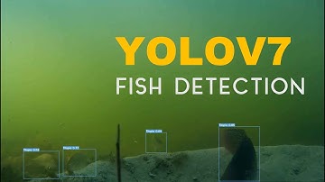 Tilapia Detection in yoloV7