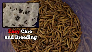 Meal Worm Care and Breeding