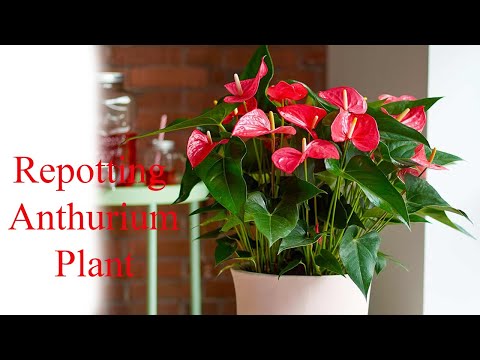 anthurium magnificum x crystallinum Anthurium Magnificum - Magnificent Anthurium main image 0