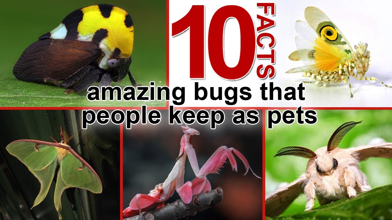 10 Beautiful Insects Bugs That You May Take As Your Pet YouTube 10-beautiful-insects-bugs-that-you-may-take-as-your-pet-youtube