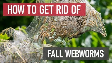 How to Get Rid of Fall Webworms (Fuzzy Caterpillars & Webs in Trees) [DIY Pest Control]