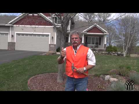 How to Fertilize Trees and Shrubs - Grass Pad