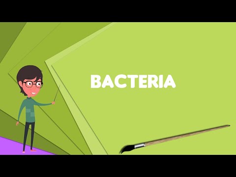 What is Bacteria? Explain Bacteria, Define Bacteria, Meaning of Bacteria