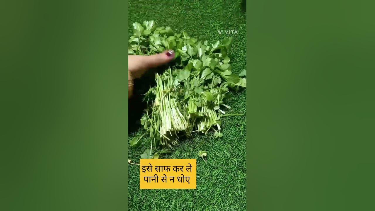 how-to-store-coriander-leaves-in-fridge-for-15-20-days-shorts-youtube