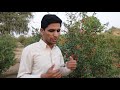 About Pomegranate farming in Bikaner by Krishak Vaigyanik (Sh Ramrakh Jakhar)