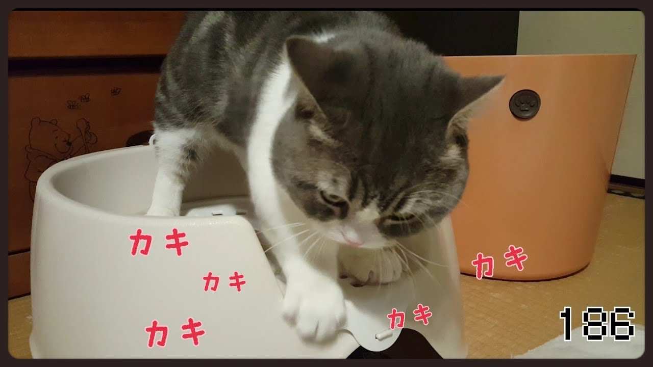 トイレ砂に触りたくない猫～Cats who don't want to touch the toilet sand