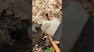 Short #222 - Tiny Find, metal detecting, Nokta Makro Simplex.   #metaldetecting