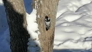 Голоса птиц.  Зимнее кормление птиц. Voices of birds. Winter feeding of birds.