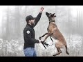 THE BELGIAN MALINOIS - HOW TO TRAIN YOUR PUPPY