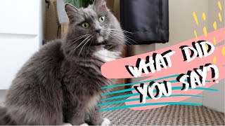 Cat Reacts To Translator App | Can She Understand Me? screenshot 4