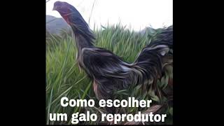 Como Escolher Um Galo Reprodutor