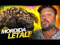 MONSTRO DE GILA, UM LAGARTO COM DENTES VENENOSOS! | RICHARD RASMUSSEN